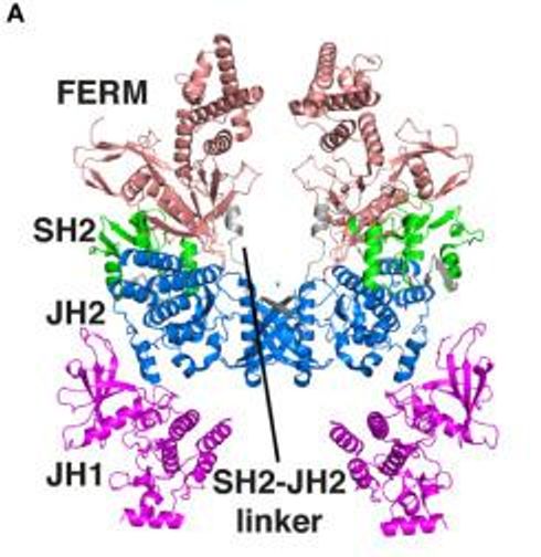 structure_of_JAK.jpg